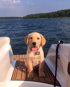 a dog sitting on the deck of a boat