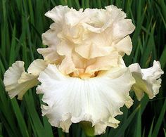 a large white flower sitting in the middle of tall grass