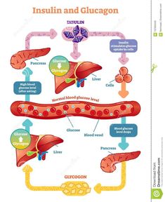 diagram of the inside and outside of an organ, including livers, broccoli,