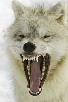 a wolf with its mouth open and teeth wide open