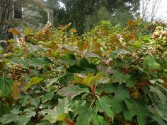 a bush with lots of green leaves in front of a house and some trees on the other side