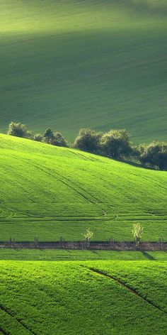 a green field with trees in the distance