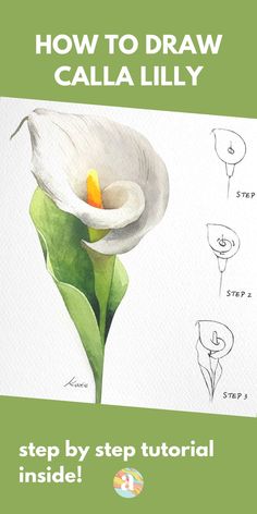 how to draw calla lily step - by - step guide for beginners and professionals