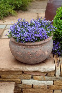 purple flowers are growing in a large pot on the ground next to another planter