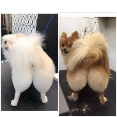 two pictures of small dogs sitting on top of a table and one has long hair