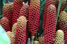 red and yellow flowers with green leaves in the background