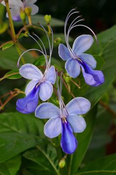 blue flowers with green leaves in the background