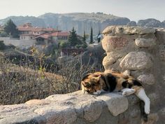 a cat laying on top of a stone wall