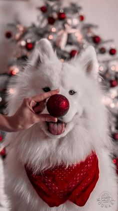 a white dog wearing a red bow tie and holding a ball in it's mouth