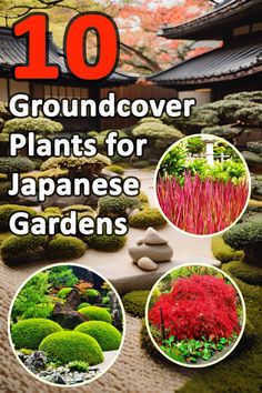 the cover of 10 groundcover plants for japanese gardens, including red and green grass