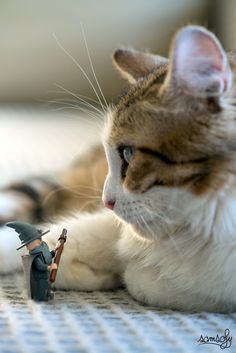 a cat laying on the floor next to a toy figurine