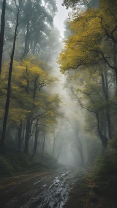 a wet road in the middle of a forest with yellow leaves on trees and fog