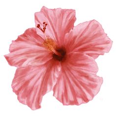 a pink flower is shown against a white background