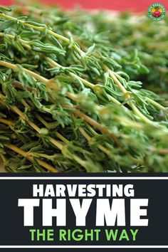 the cover of harvesting thyme, the right way