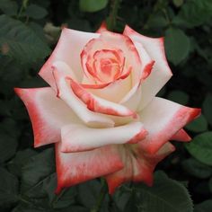 a white and red rose with green leaves in the backgroung area,