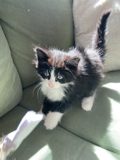 a black and white kitten sitting on top of a couch