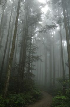 a path in the middle of a foggy forest