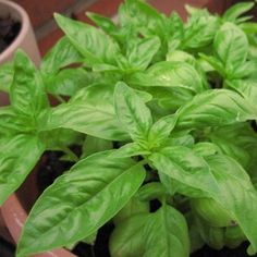 some green leaves are growing in a pot