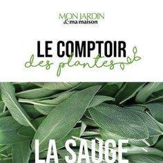 the cover of le comptoir des plantes la sauee de l'oeuvre