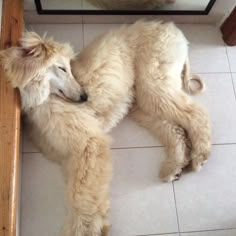 a dog laying on the floor in front of a mirror with it's eyes closed