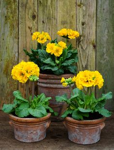 three potted plants with yellow flowers and green leaves