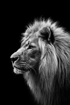 a black and white photo of a lion