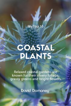 the cover of my top 10 coastal plants by david dommony, featuring blue flowers