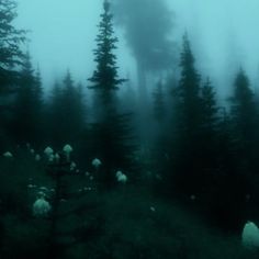 sheep grazing in the foggy forest on a hill side with tall pine trees behind them