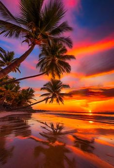 palm trees are reflected in the water at sunset on a tropical beach with pink and orange clouds