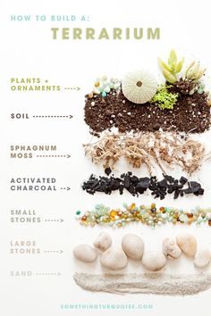 a poster with different types of plants and rocks on it's side, labeled how to build a terrarium