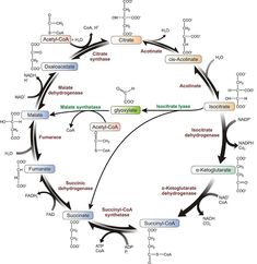 a diagram showing the structure of an animal's protein