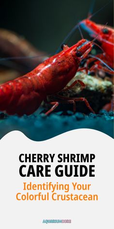 a close up of a red lobster on the ground with text reading cherry shrimp care guide identifying your colorful crustacean