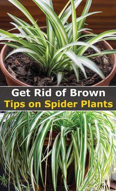 a potted spider plant with the title get rid of brown tips on spider plants