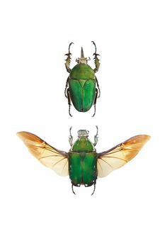 two green and yellow bugs with horns on their heads, one is facing the opposite direction