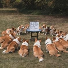 a group of dogs sitting in the grass next to a sign that says all corgi are welcome meeting