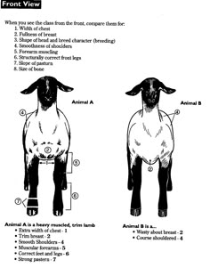 the diagram shows how to draw a dog's front and back legs, with instructions for