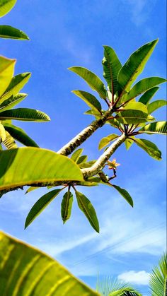 a tree branch with green leaves and blue sky in the background