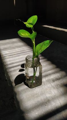 a plant in a glass jar sitting on the ground with sunlight coming through the window