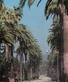 palm trees line the street as cars drive down it