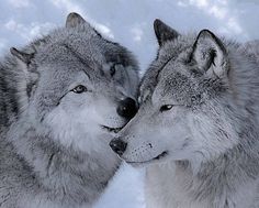 two gray wolfs standing next to each other in the snow