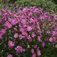 purple flowers are blooming in the garden