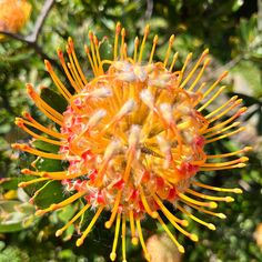 The unusual flower of Leucospermum cordifolium – Pincushion Plant Murraya Paniculata, Long Vase, Mock Orange, Dry Garden