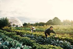 two men working in a garden with green plants and an igloose behind them