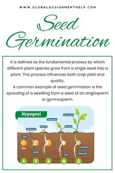 Seed Germination Plant Biology Assignment, Photosynthesis Worksheet, Igcse Biology, Notes Life, Chemistry Basics, Crop Production, What Is Science, Assignment Writing, Science Notes