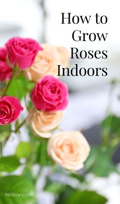 pink and yellow roses in a vase with text overlay how to grow roses indoors