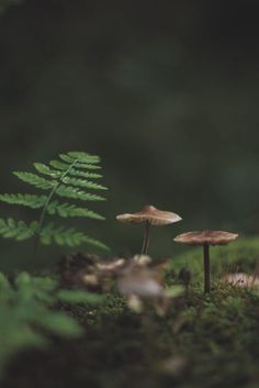 two mushrooms and a fern in the forest