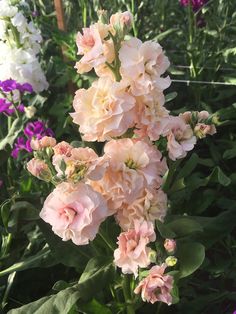 some pink and white flowers in a garden