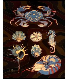 various sea animals and shells on a black background