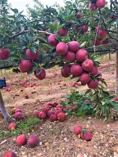 an apple tree filled with lots of red apples