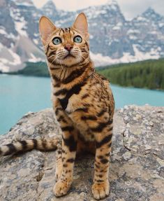 a cat sitting on top of a large rock next to a body of water with snow covered mountains in the background